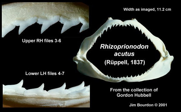 Rhizoprionodon acutus_09
